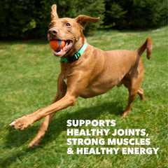 IAMS Proactive Health grains sains fournissant énergie durable.