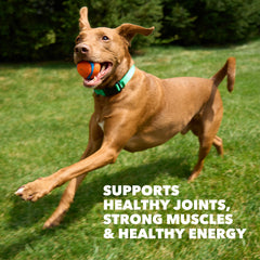 Soutien articulations avec glucosamine et chondroïtine dans IAMS Proactive Health