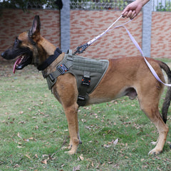 ICEFANG harnais K9 MOLLE pour chien, pratique en entrainement et accessoirisable.