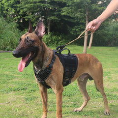 ICEFANG Laisse chien avec verrou automatique et mousqueton pivotant pour promenades sécurisées.