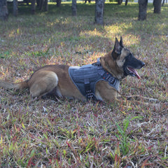 ICEFANG panneaux MOLLE sur harnais chien personnalisation légère