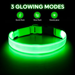 Collier Illumifun pour chien, recharge USB rapide pour longues sorties.