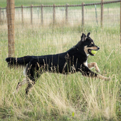 Gommes douces In Clover Connectin pour chien faciles à administrer.
