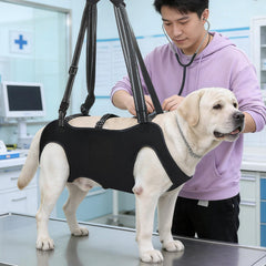 Poignée ajustable INKNOTE, facilitant l’aide lors des mouvements du chien