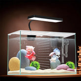 iPriro aquarium nano de 11,4 litres, vue d ensemble net sur Bettas et petits poissons.