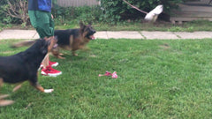 Jalousie – jeu pour chien avec poursuite et tirage, peluche sifflet incluse.