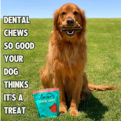 Jiminy's Dental Chews protéine insecte—influence possible sur les bactéries buccales.