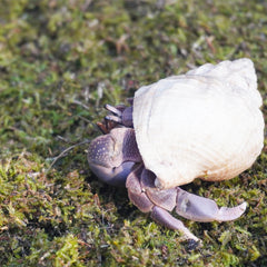 Jinymral Substrat Crabes Ermites – humide, idéal pour maintenir l’environnement.