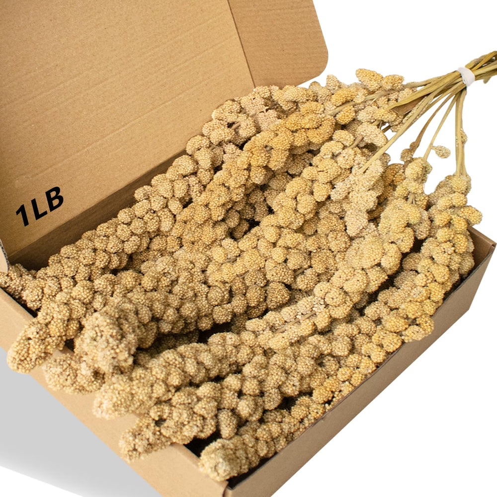 Jmxu's millet en spray sans pesticides, longueur environ 32 cm, soutient une alimentation variée.