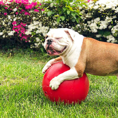 Jolly Pets Push-n-Play Ball, jouet rouge idéal pour sessions interactives