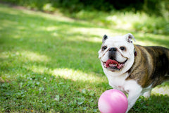 La balle flotte de Jolly Pets Bounce-N-Play rose pour recuperation aquatique.