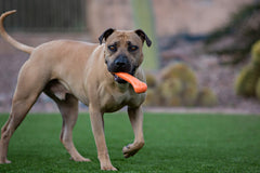 Jolly Pets Os Flex-N-Chew Grand Orange, prise-grip-parfaite lors des sessions de récupération.