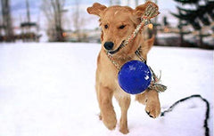 Jolly Pets Romp-n-Roll avec corde à prise facile pour tir et lancer.