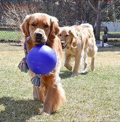 Jolly Pets Romp-n-Roll jouet bleu pour chien, idéal pour tirage et jeu interactif en extérieur