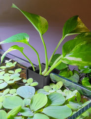 joqepy porte-plante aquarium ABS durable et fixation fiable