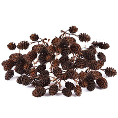 JOR Alder cones diminuent le pH de l’eau en douceur