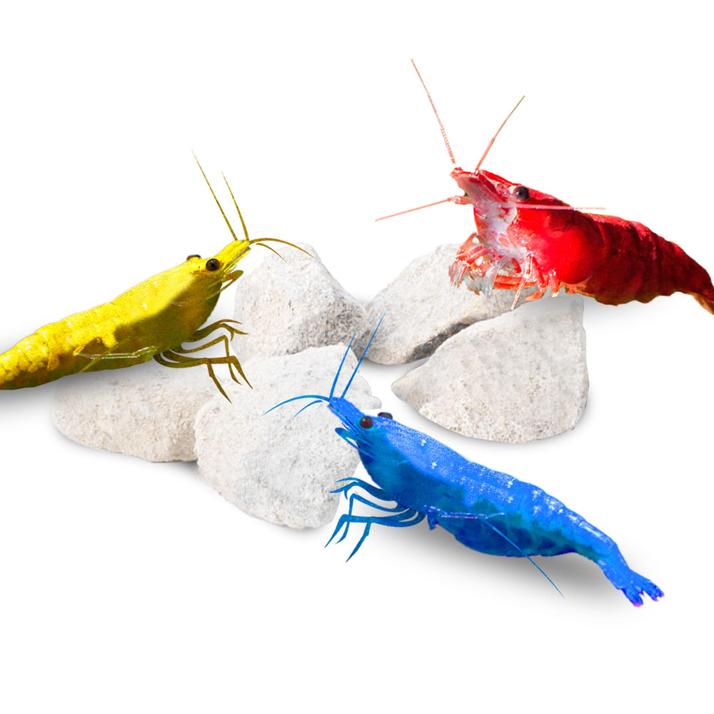 JOR Cailloux de calcium – couleur des crevettes – améliore l’éclat et le contraste.