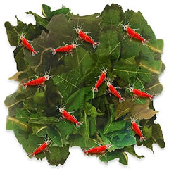 JOR Feuilles de mûrier séchées près des crevettes, nourriture naturelle attrayante.