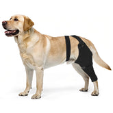 Joypig manchon-patte-arriere-chien: protection douce après chirurgie.