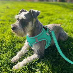 Joytale harnais petit chien, enfilage avant, simplicité d'utilisation pendant les sorties.