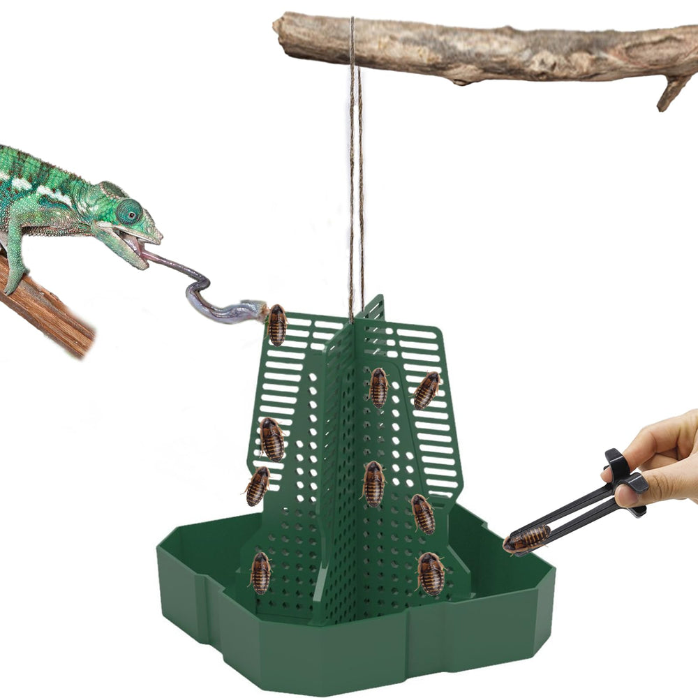 alimentateur caméléon JWIZYOTR avec échelle pour insectes, stimulation visuelle et prédation adaptée.