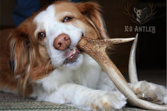 K-9 Antler Co. ramure récoltée responsablement aux États‑Unis, éthique et sécurité.