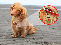 Tag K9King compact et polyvalent prêt à être utilisé sur collier, harnais ou gilet