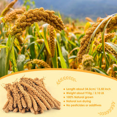 KATUMO Millet Spray gros plan grains: grains visibles et appétents pour stimuler l'intérêt.