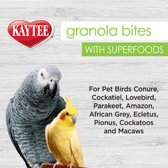 Oiseaux dégustant Kaytee Granola Bites, plaisir et enrichment alimentaire