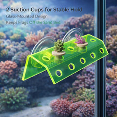Kcrygogo ventouses doubles pour fragments de corail, fixation stable sur vitre.
