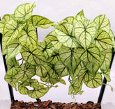 KERUIDENG Plantes suspendues pour terrarium, feuilles flèche vert, décor naturel et refuge pour reptiles.