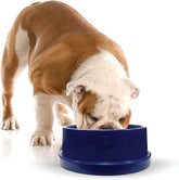 Bol d’Eau Coolin’ de K&H pour chien, 96 oz, eau fraîche durable.