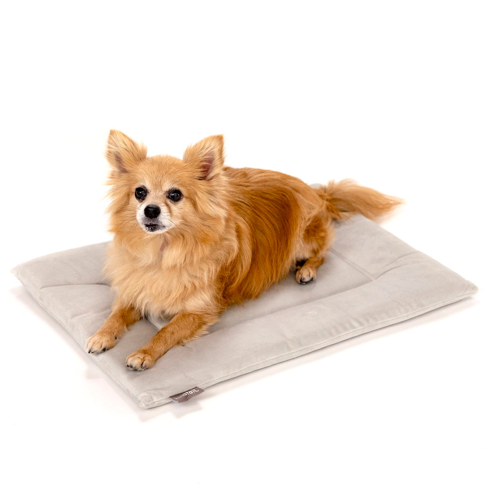 KindTail panier chien velours doux 20x15 pouces, confort idéal pour les siestes.
