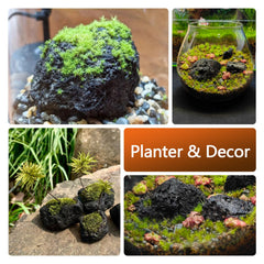 KingRUI roche volcanique noire – parfaite pour terrariums et bonsaï, relief naturel.