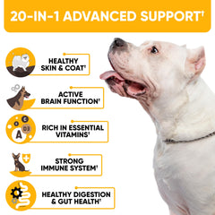 Kinpur Chien – focus sur la vision et le cerveau du chien.