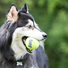 Chien en action avec KONG Air Dog SqueakAir: exercice et amusement durable.