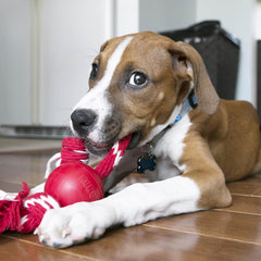 Jouet KONG en caoutchouc naturel rouge, haute visibilité pour chien petit.