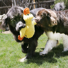 KONG Comfort Jumbo Canard-XL, sons-crinkle, stimulant l'intérêt et prolongeant le jeu.