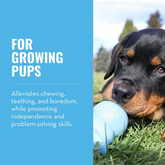 KONG Puppy Binkie forme pacificateur, parfaite pour calmer les chiots mordeurs