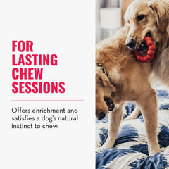 KONG Ring divertissement-chien: expérience tactile durable pour occuper votre animal.