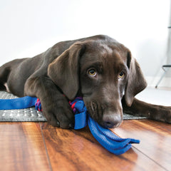 KONG Tugga Wubba, vue latérale, conception robuste en nylon pour mordillages prolongés.