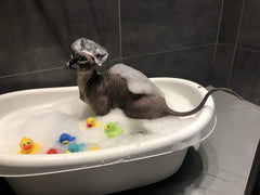 Kotomoda Shampoing Probiotique, rinçage facile pour bain rapide et efficace.