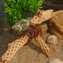 Koyal Wholesale branche cholla terrarium hermit crab, cachette naturelle.