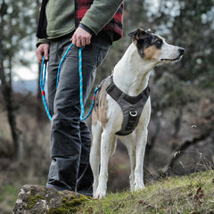 Kurgo Journey Air harnais chien, poignée arrière pour aide et contrôle