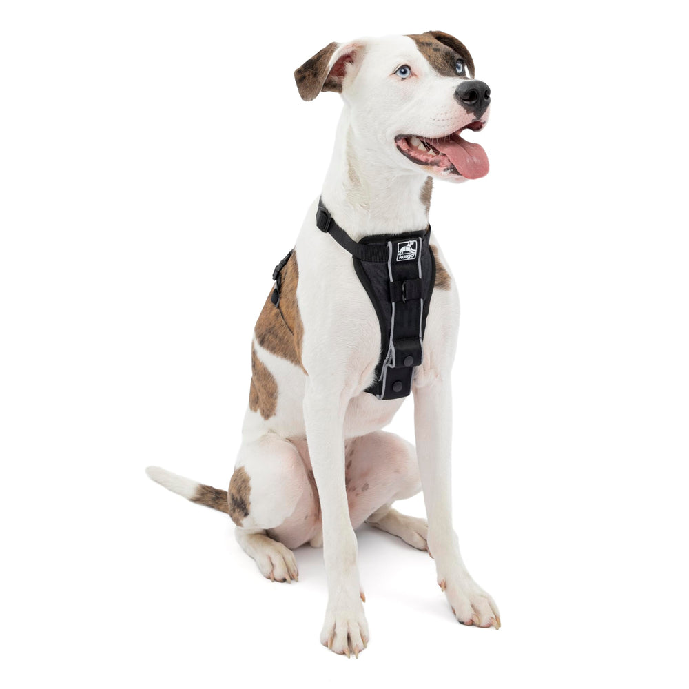 Harnais Kurgo Tru-Fit sur chien, attache avant pour contrôle sans tirage lors des promenades.