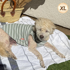 KYEESE veste légère pour chien, idéal intérieur et extérieur.