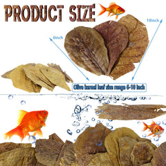 Feuilles Catappa LeonBach pour aquarium, amélioration de l'ambiance et du bien-être.