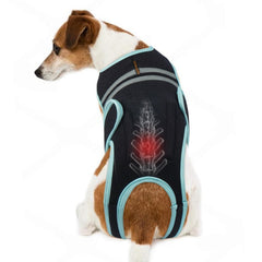 Harnais LETSQK orthèse dos chien, modèle sur chien, soutien dorsal stable.