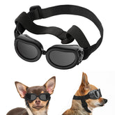 Lewondr lunettes chien petit profil: vue d’ensemble, protection UV et style au quotidien