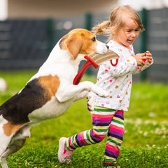 Libima - jouet chien léger et non toxique, entretien rapide et efficace.